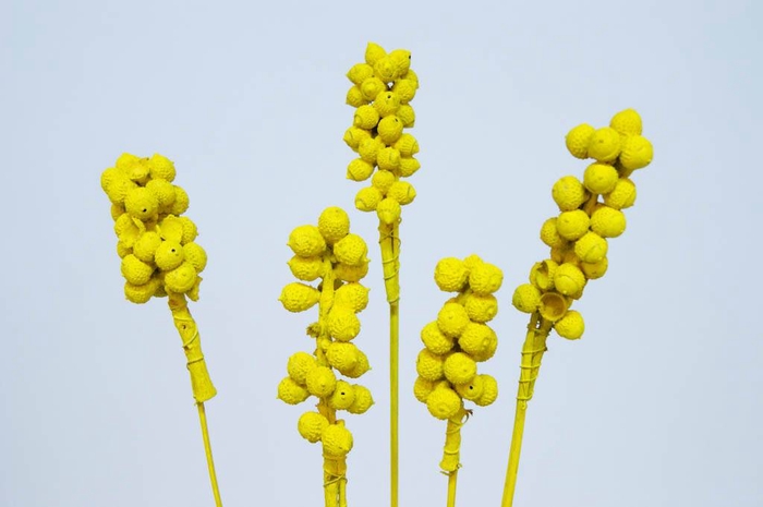 Acorn bunch on stem yellow