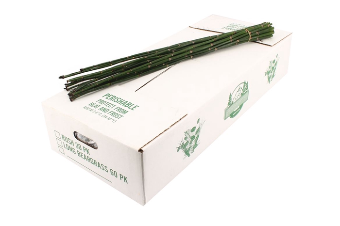 <h4>Leaf snakegrass per bunch (equisetum rush)</h4>