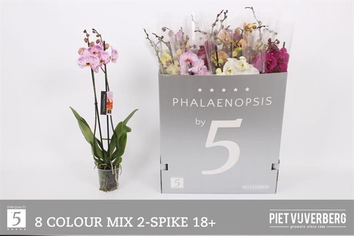 <h4>Phalaenopsis Phalaenops gemengd 7 k</h4>