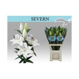 Lilium oriental Severn white 4/6