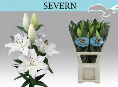 Lilium oriental Severn white 4/6