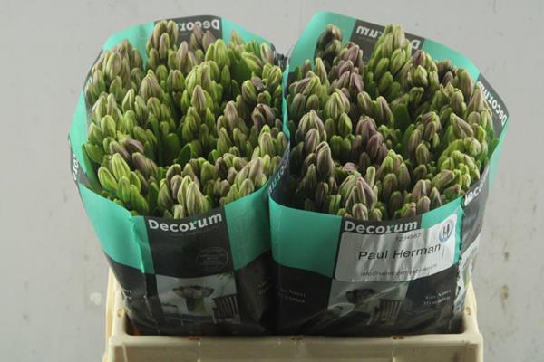 <h4>Hyacinthus paul hermann</h4>