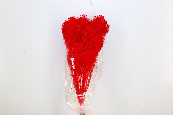 Dried Brooms Red Bunch