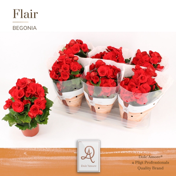 <h4>Begonia Elat. Baladin</h4>