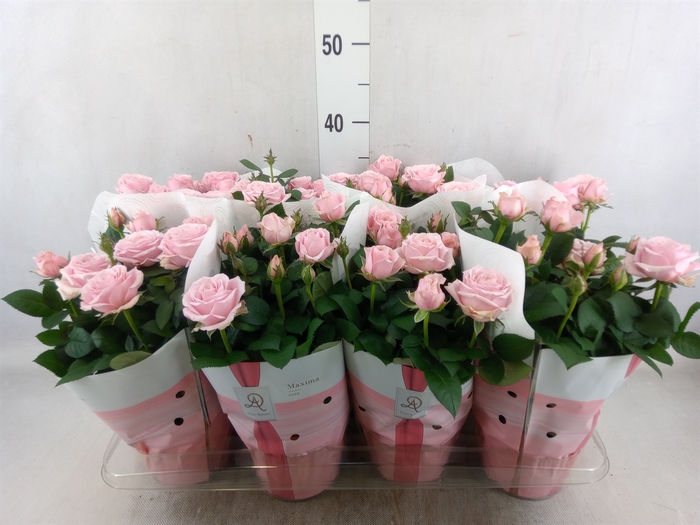 <h4>Rosa  'Amorosa Infinity Soft Pink'</h4>