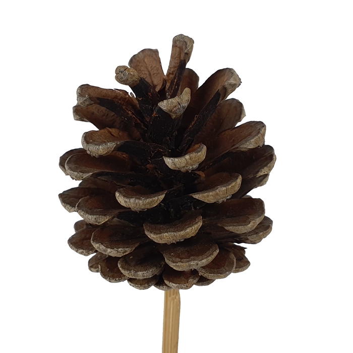 Pine cone 5-7cm on stem Natural
