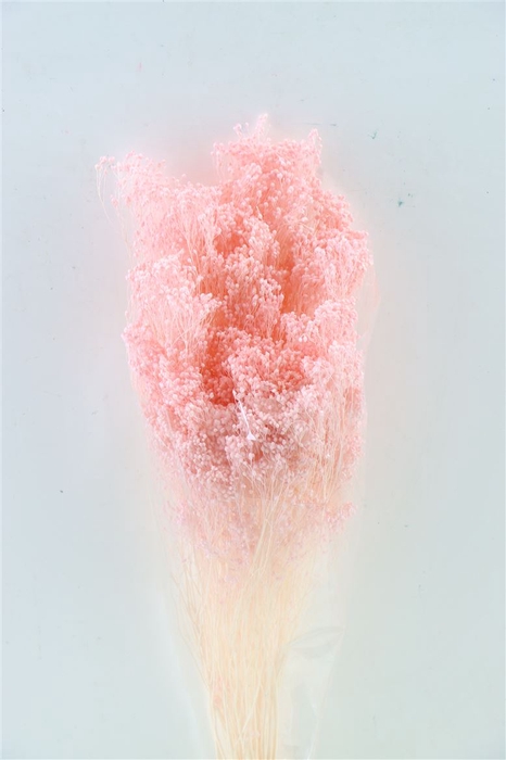 <h4>Dried Brooms L Pink Bunch</h4>
