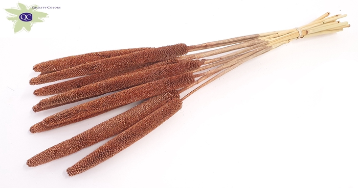Babala on natural stem Copper