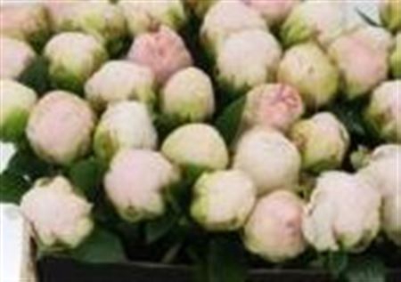 <h4>> Paeonia Mothers Choice</h4>