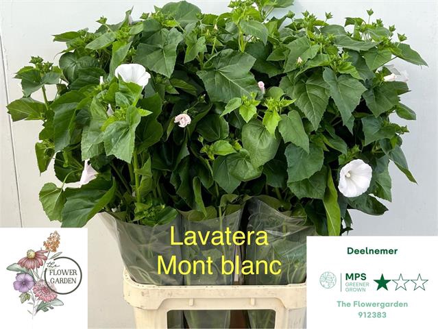 <h4>Lavatera per stem white</h4>