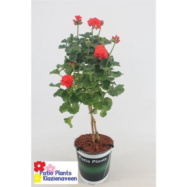 <h4>Pelargonium Zonale rood 19 stam</h4>