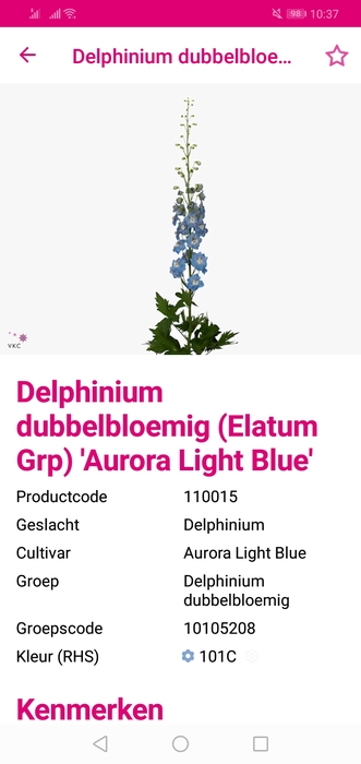 <h4>Delph Du Aur L Blue</h4>
