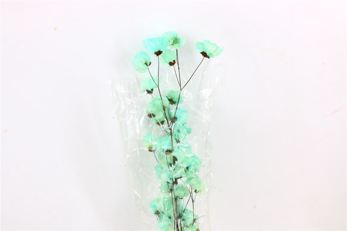 <h4>Dried Bougainvillea 55cm Turquoise Bunch</h4>