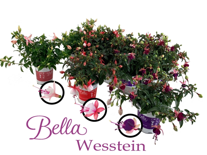 <h4>Fuchsia Bella Fuchsia gemengd</h4>