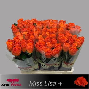 R GR MISS LISA+