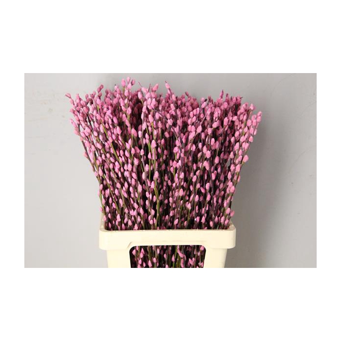 <h4>Salix Snowflake 70cm Pink</h4>