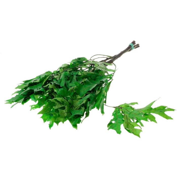 <h4>Scarlet Oak leaf preserved SB green</h4>