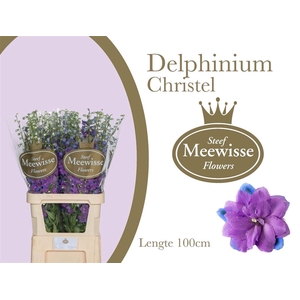 Delphinium Christel