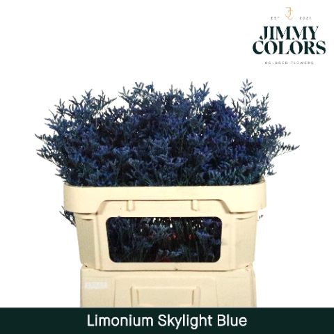 <h4>Limonium Skylight L70 Klbh. Blauw</h4>