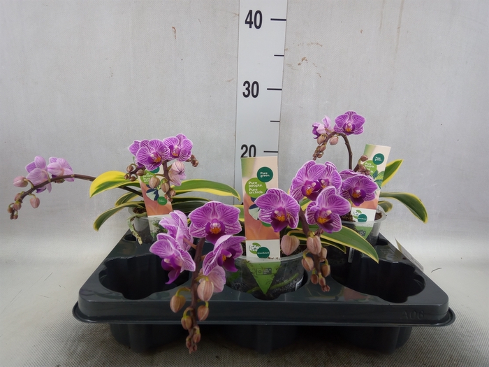 <h4>Phalaenopsis   ...lilac</h4>