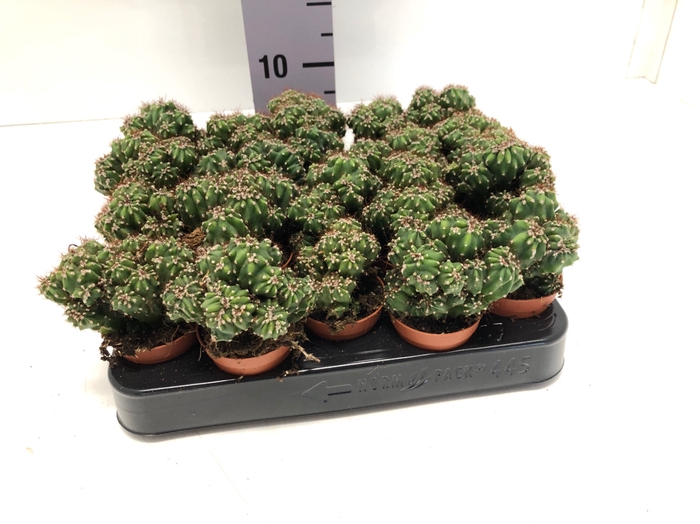 Cereus peruvianus Monstrosus 5,5Ø 5cm
