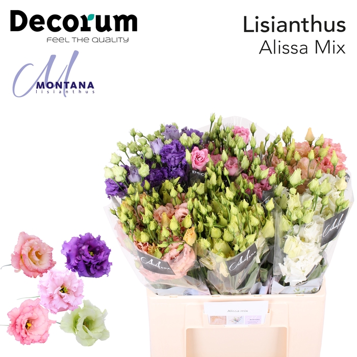 <h4>Lisianthus Mix Alissa Lang</h4>