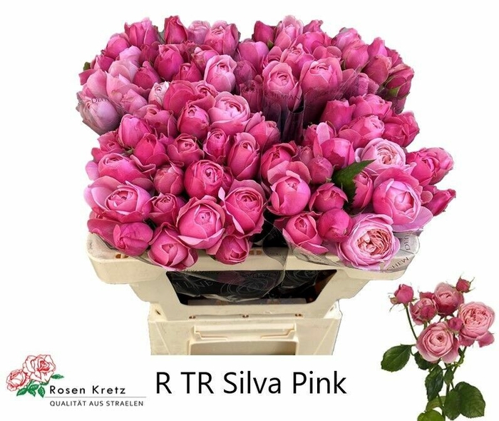 <h4>Rosa tr Silva Pink+</h4>
