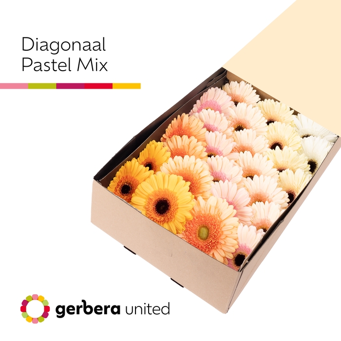 <h4>Gerbera Mix Pastel Doos</h4>