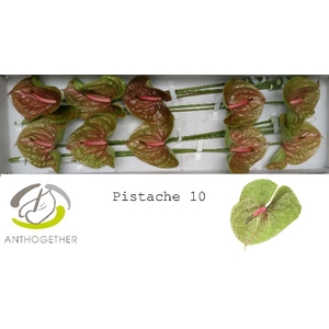 Anthurium pistache