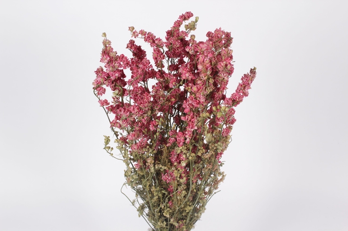 Delphinium per bunch natural pink