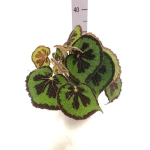 Begonia leaf Masoniana 15Ø 30cm