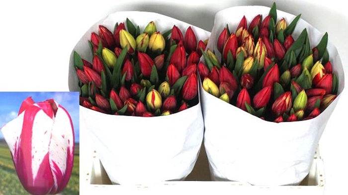 <h4>Tulipa enke. (Triumph Grp) Flaming</h4>