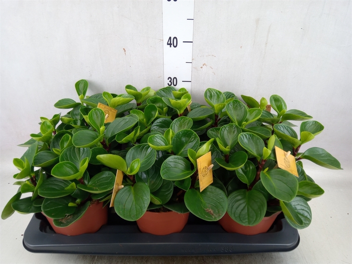 <h4>Peperomia obt. 'Red Canyon'</h4>