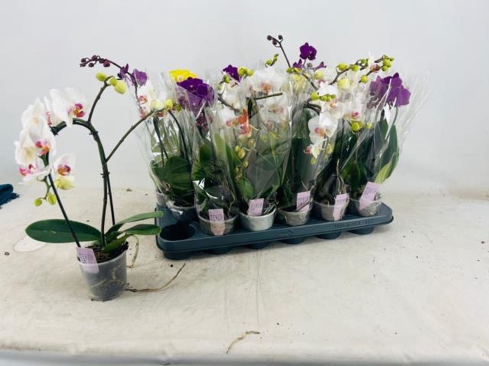 <h4>Phalaenopsis Elegant Cascade</h4>