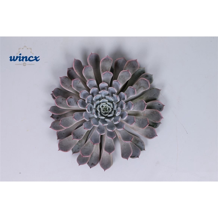 <h4>Echeveria Rosea Cutflower Wincx-10cm</h4>