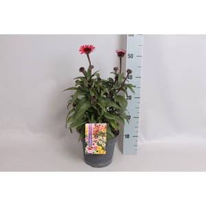 vaste planten 19 cm Echinacea sunSeekers Red 
