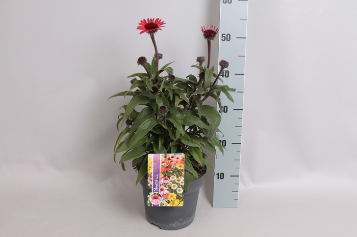 vaste planten 19 cm Echinacea sunSeekers Red 