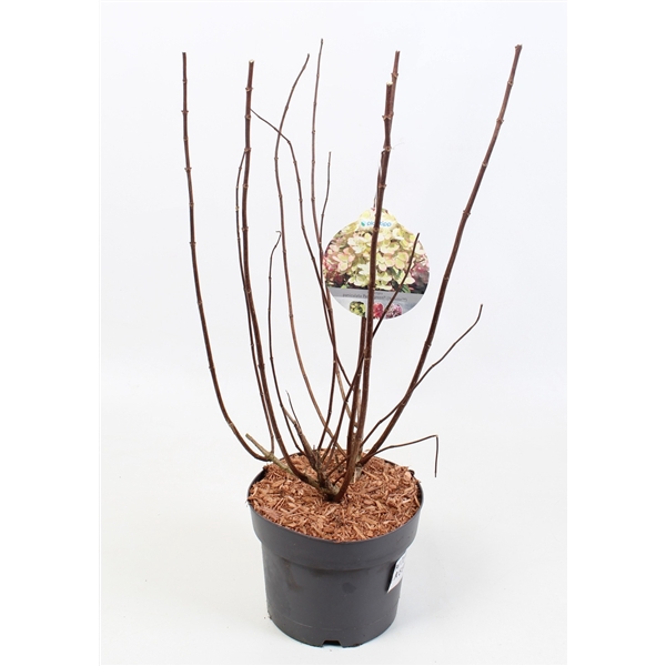 <h4>Hydrangea Paniculata 'Pastel Green' 19 cm</h4>