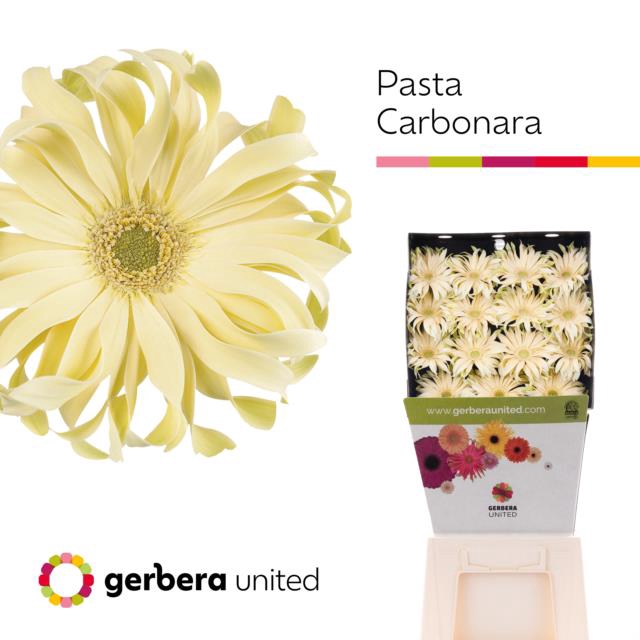 <h4>Gerbera diamond pasta carbonara</h4>