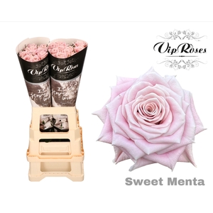 Rosa la sweet menta