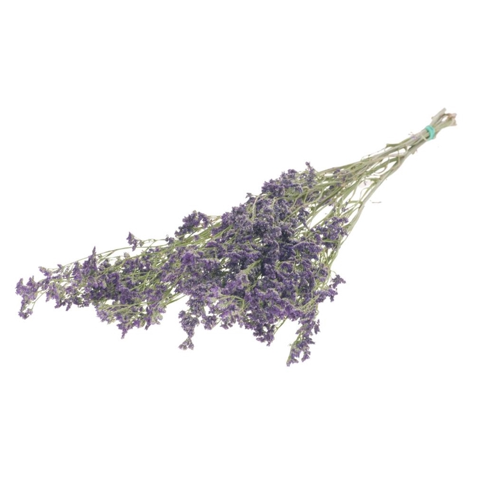 Limonium natural purple