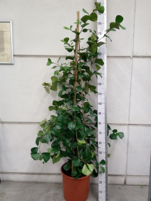 Ficus natalensis 'Trinova'