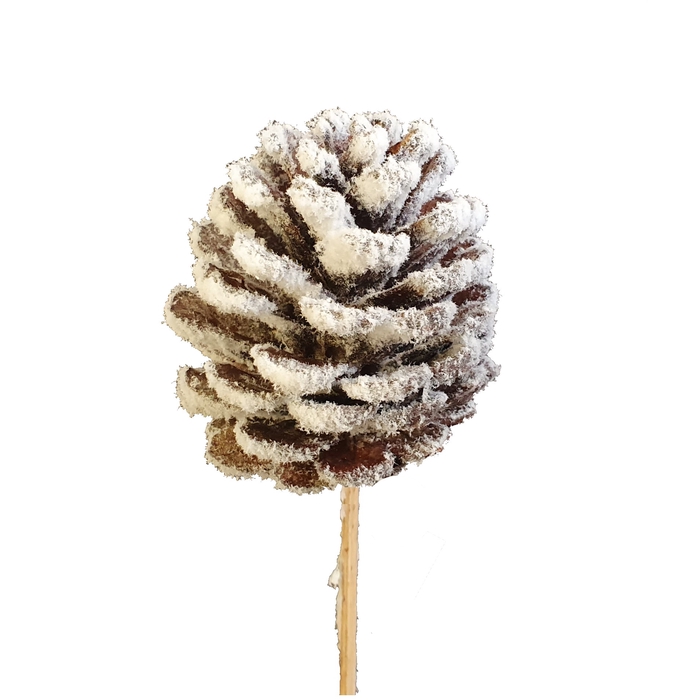 Pine cone 5-7cm on stem natural with snow