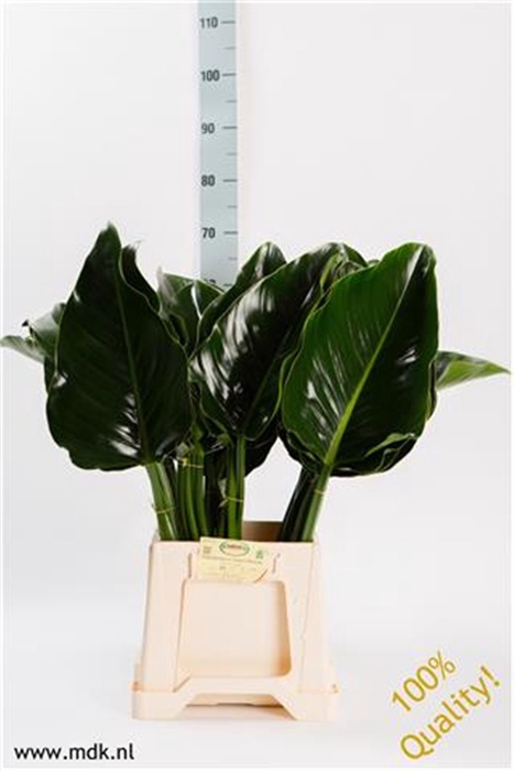 <h4>Leaf philodendron green beauty</h4>