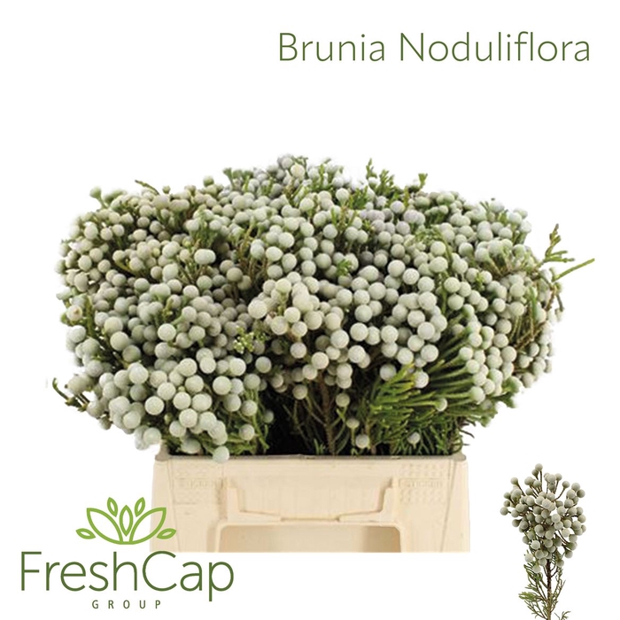 <h4>Brunia Nodiflora (spray Brunia)</h4>
