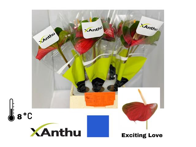 <h4>ANTH A EXCITING LOVE - H2O</h4>