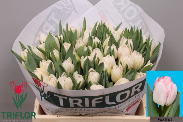 <h4>Tulipa do foxtrot</h4>