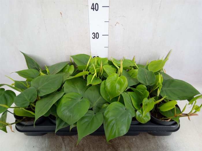 <h4>Philodendron scandens</h4>