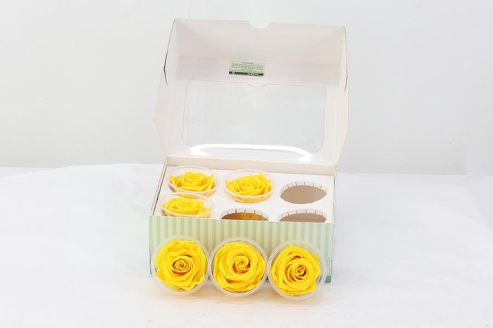<h4>Rosa Preserved Yellow</h4>