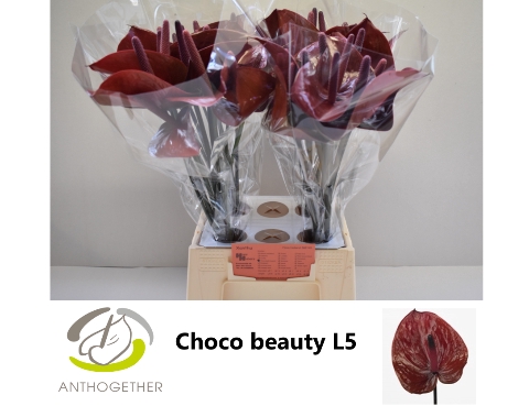 <h4>ANTH A CHOC BEAUTY 30 Water</h4>